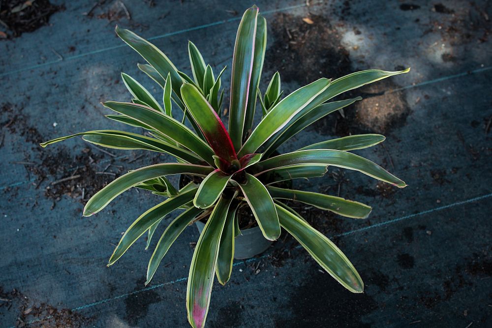 neoregelia-sheba-bromeliad