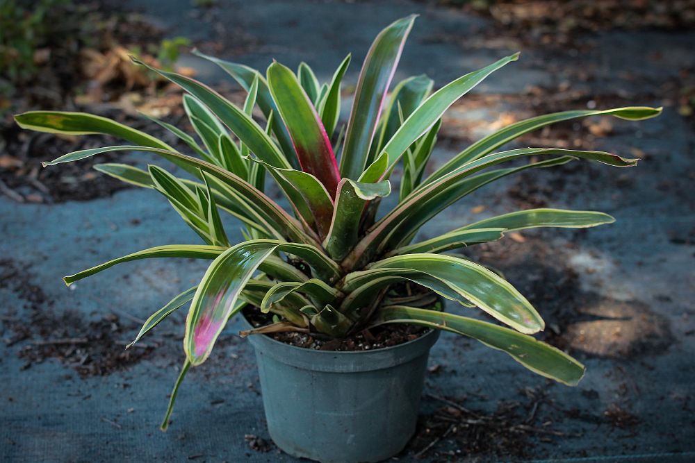 neoregelia-sheba-bromeliad