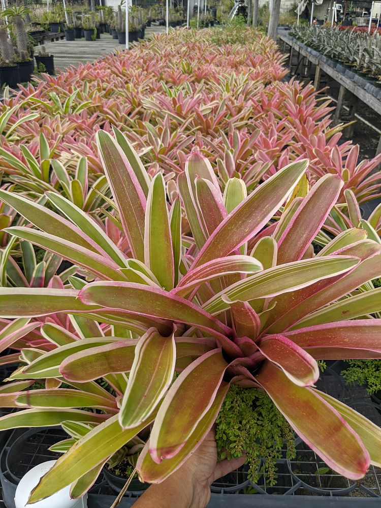 neoregelia-sheba-bromeliad