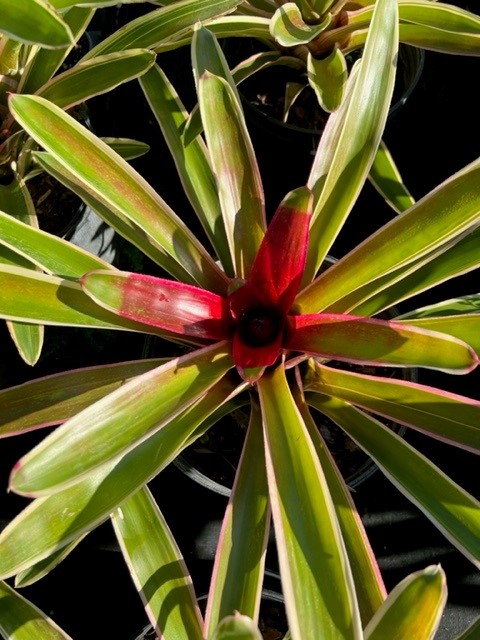 neoregelia-sheba-bromeliad
