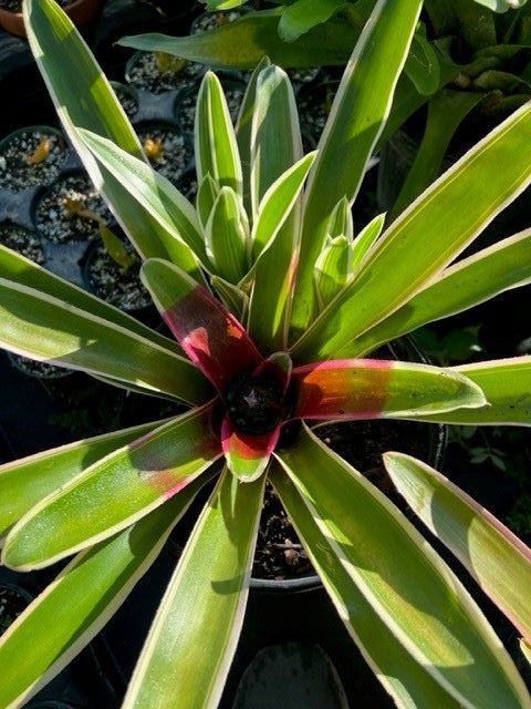 neoregelia-sheba-bromeliad