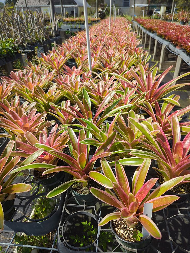 neoregelia-sheba-bromeliad