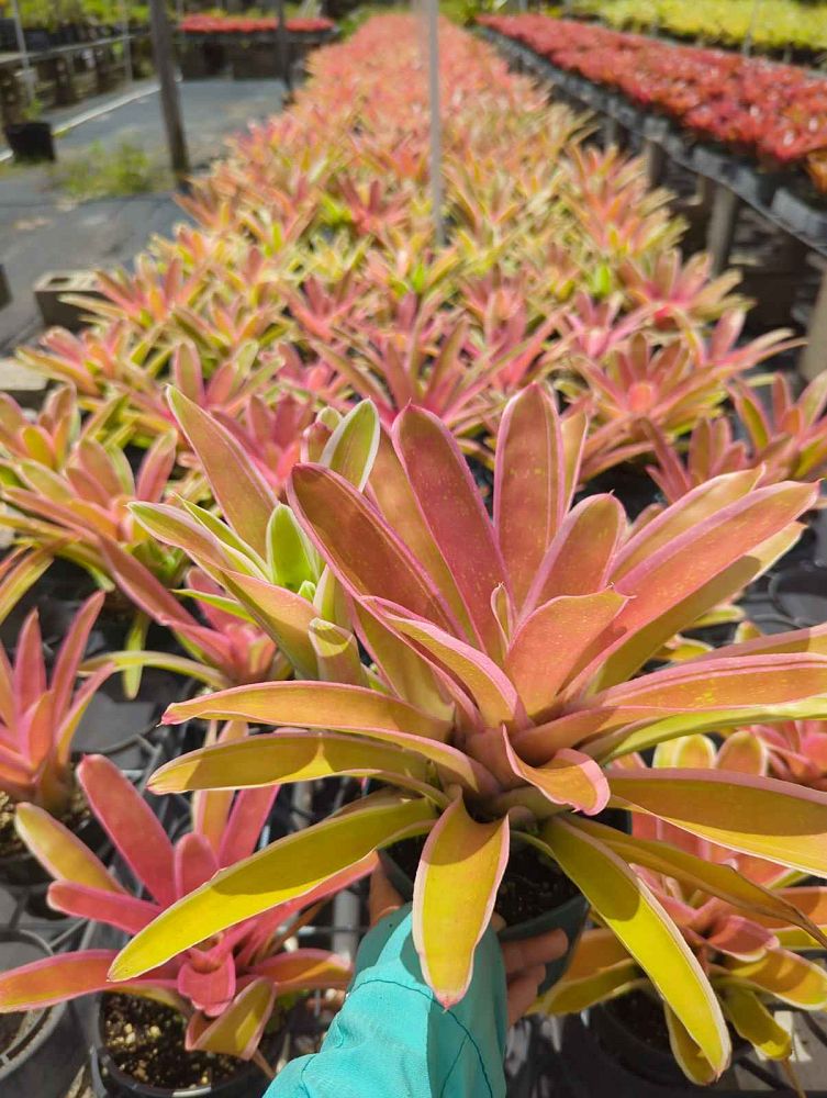 neoregelia-sheba-bromeliad