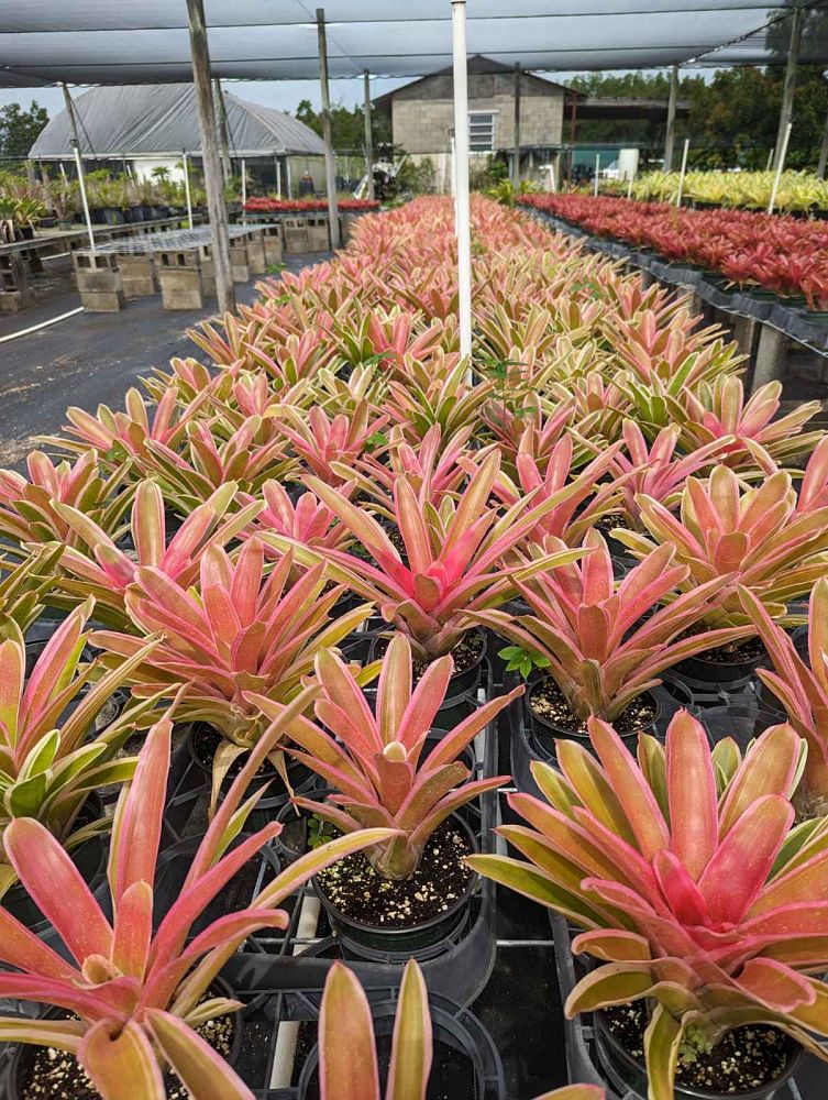 neoregelia-sheba-bromeliad