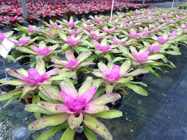 neoregelia-sibella-bromeliad