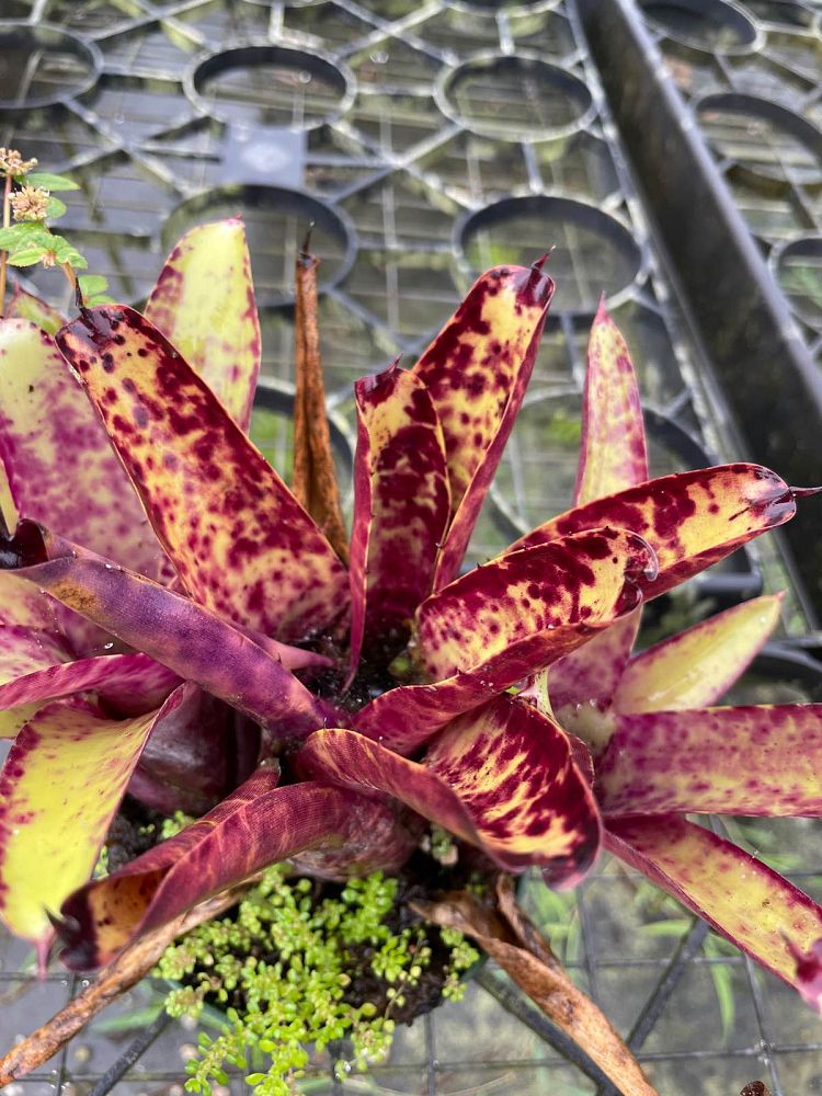 neoregelia-smithii-bromeliad