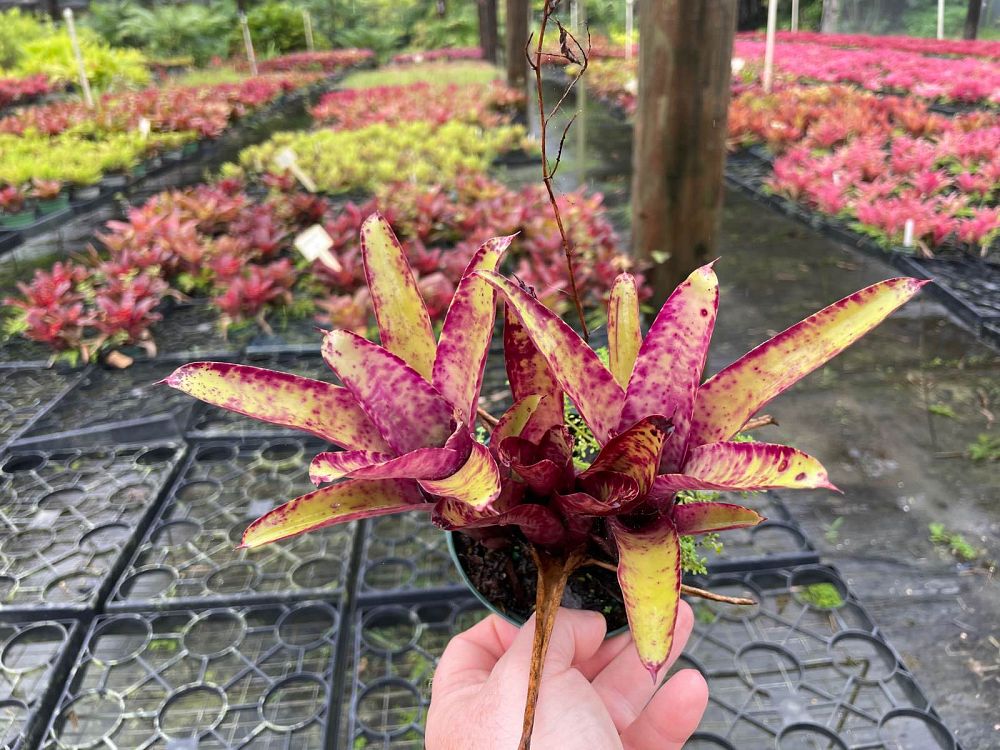 neoregelia-smithii-bromeliad