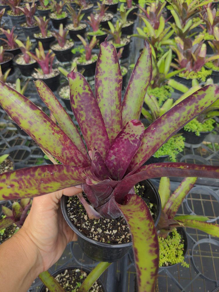 neoregelia-smithii-bromeliad