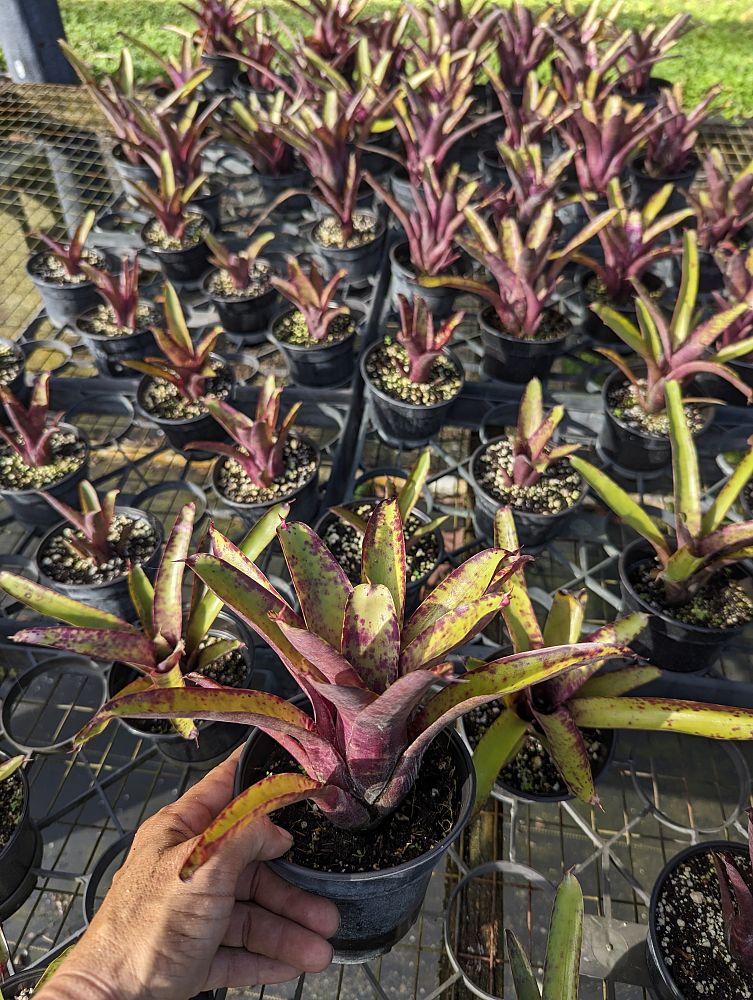 neoregelia-smithii-bromeliad