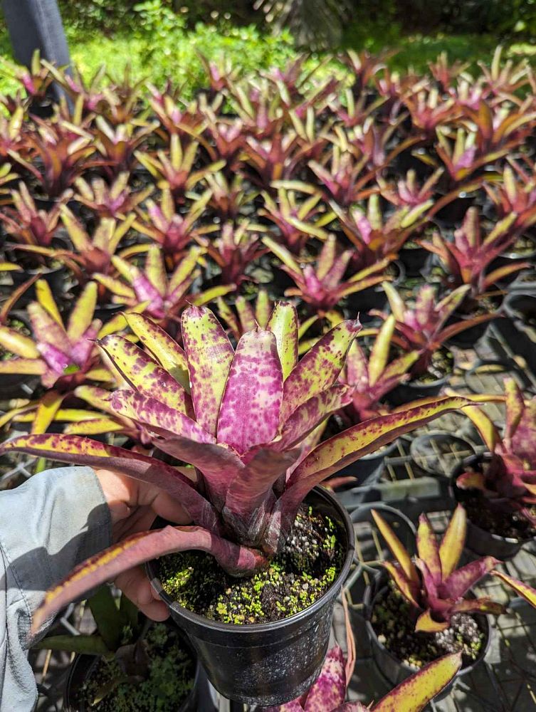 neoregelia-smithii-bromeliad