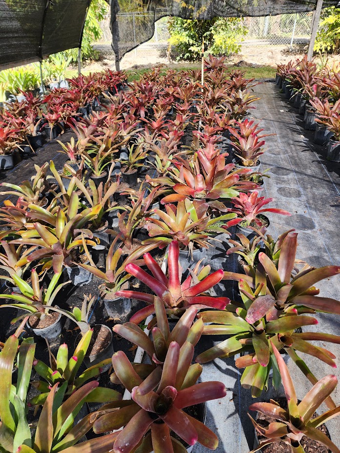 neoregelia-spectabilis-painted-fingernail-bromeliad