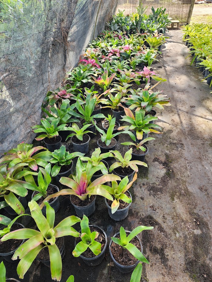 neoregelia-spectabilis-painted-fingernail-bromeliad