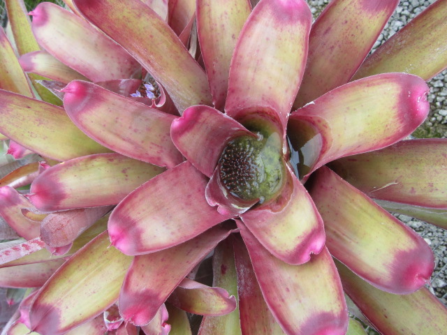 neoregelia-spectabilis-red-tip-bromeliad