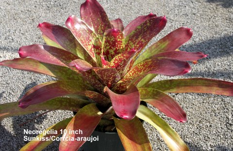 neoregelia-sunkiss-bromeliad