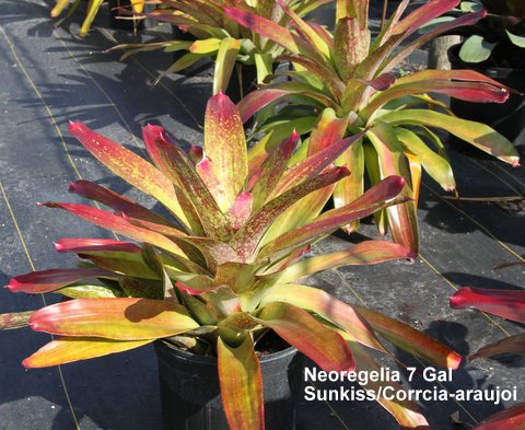 neoregelia-sunkiss-bromeliad