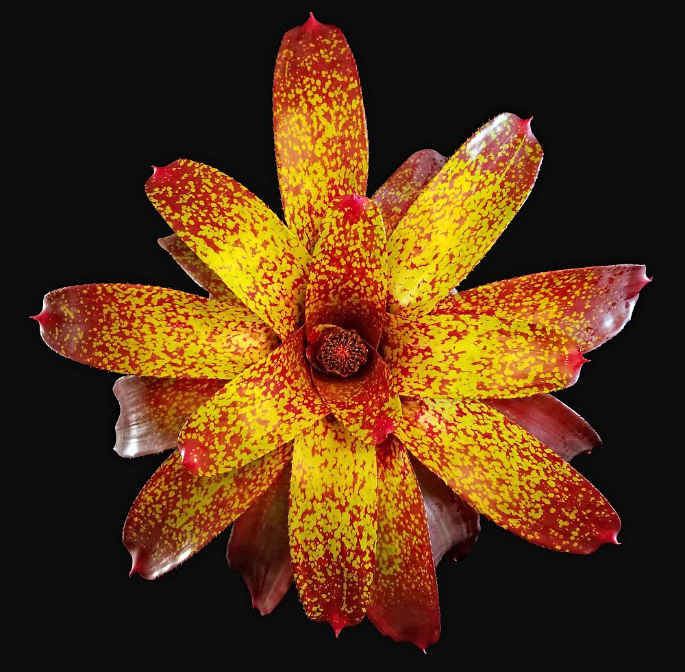 neoregelia-sunkiss-bromeliad