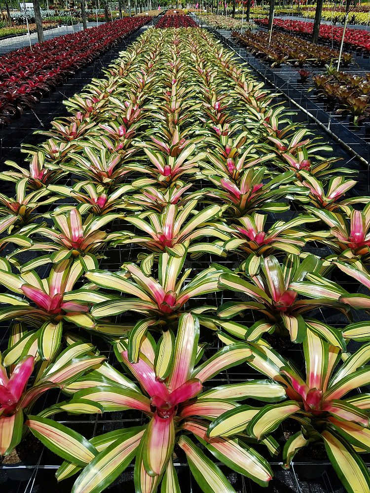 neoregelia-sunset-bromeliad