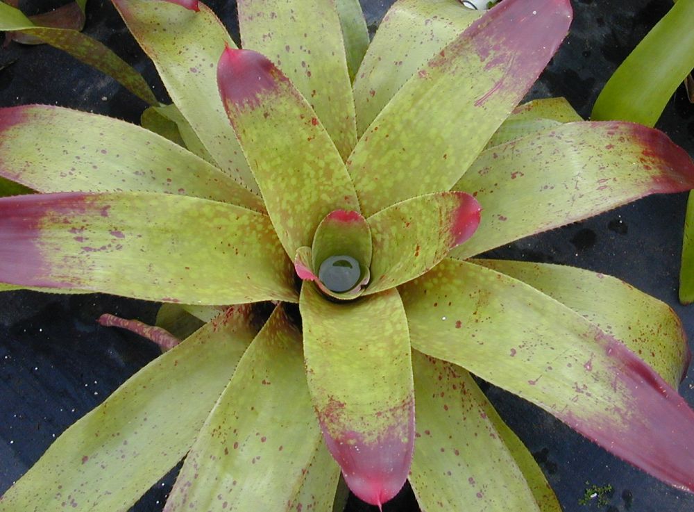 neoregelia-sunshine-bromeliad