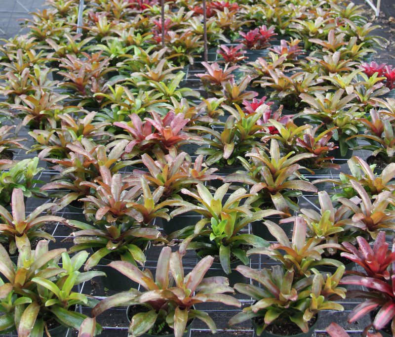 neoregelia-super-fireball-bromeliad