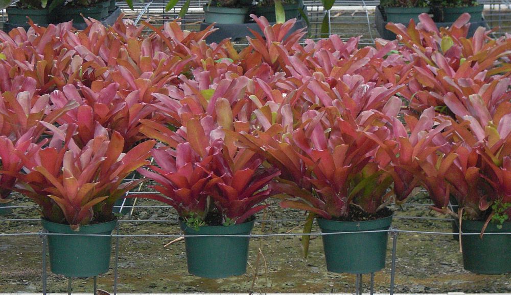 neoregelia-super-fireball-bromeliad
