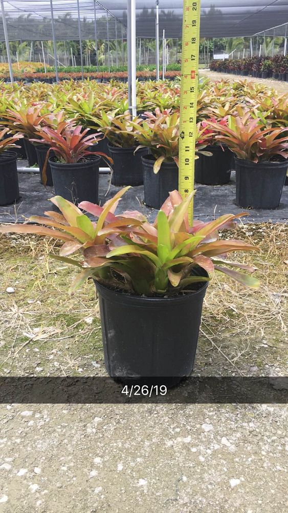 neoregelia-super-fireball-bromeliad