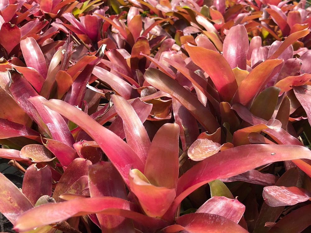 neoregelia-super-fireball-bromeliad