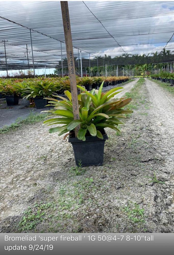 neoregelia-super-fireball-bromeliad
