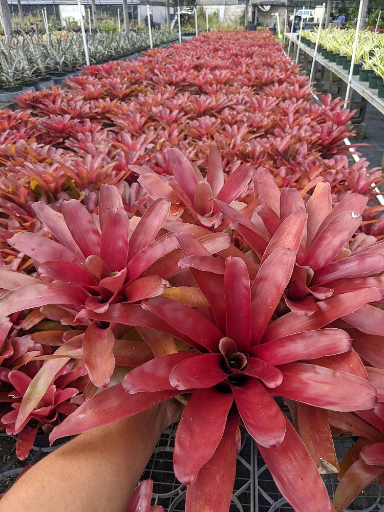 neoregelia-super-fireball-bromeliad