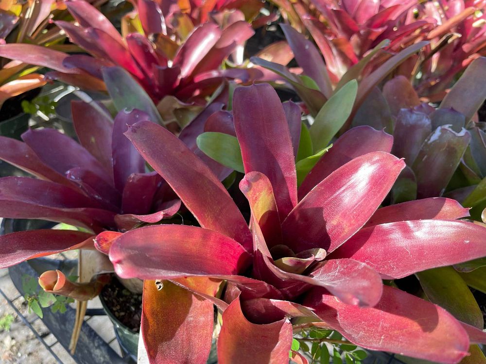 neoregelia-super-fireball-bromeliad