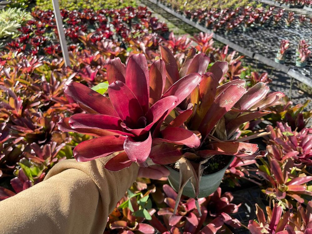 neoregelia-super-fireball-bromeliad