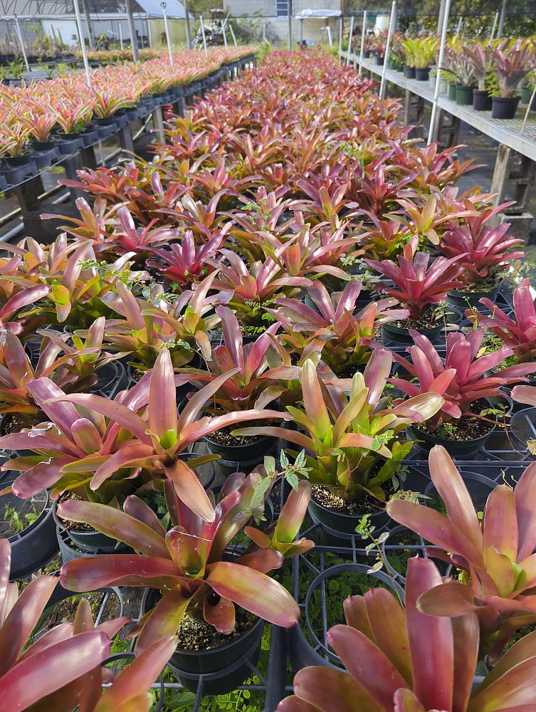 neoregelia-super-fireball-bromeliad