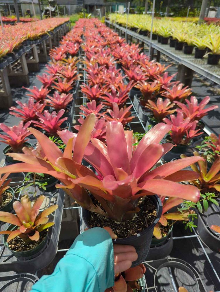 neoregelia-super-fireball-bromeliad