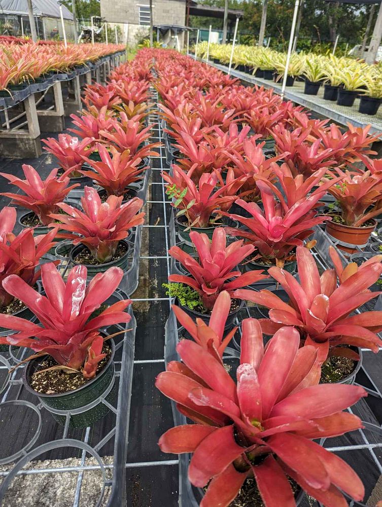 neoregelia-super-fireball-bromeliad