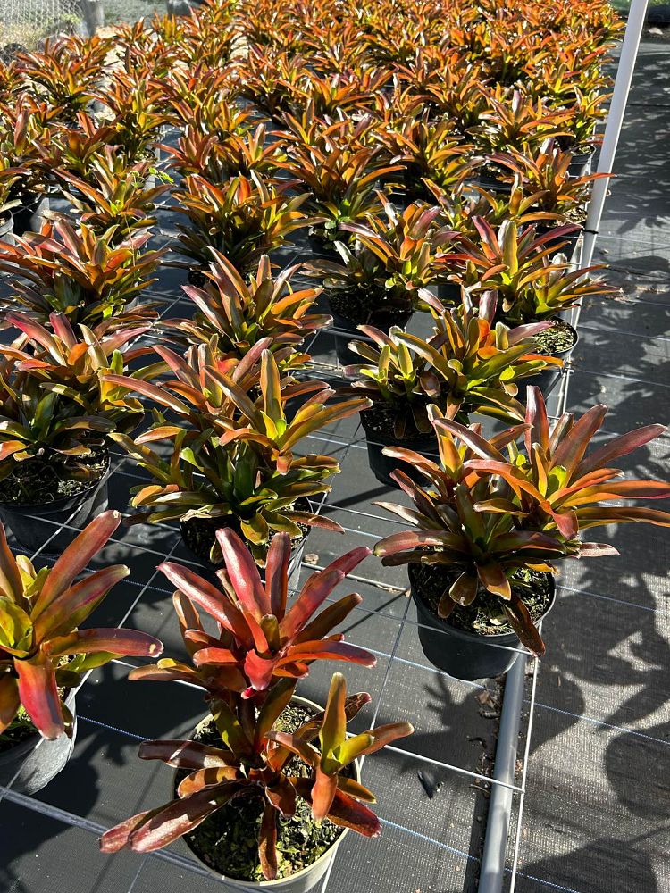neoregelia-super-fireball-bromeliad