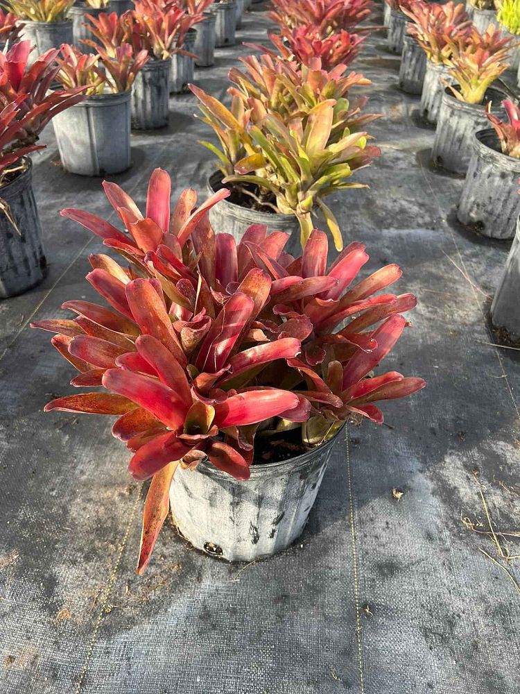 neoregelia-super-fireball-bromeliad