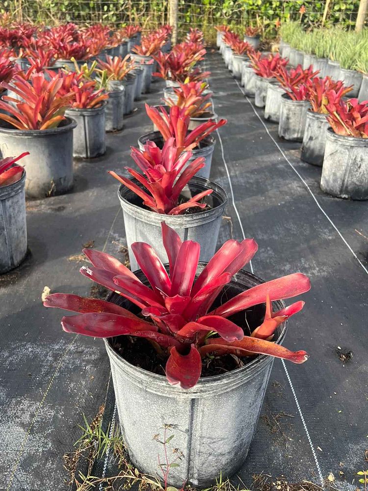 neoregelia-super-fireball-bromeliad