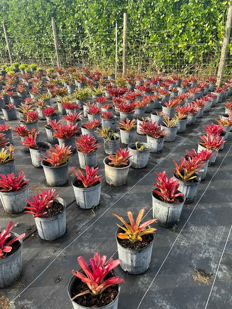 neoregelia-super-fireball-bromeliad