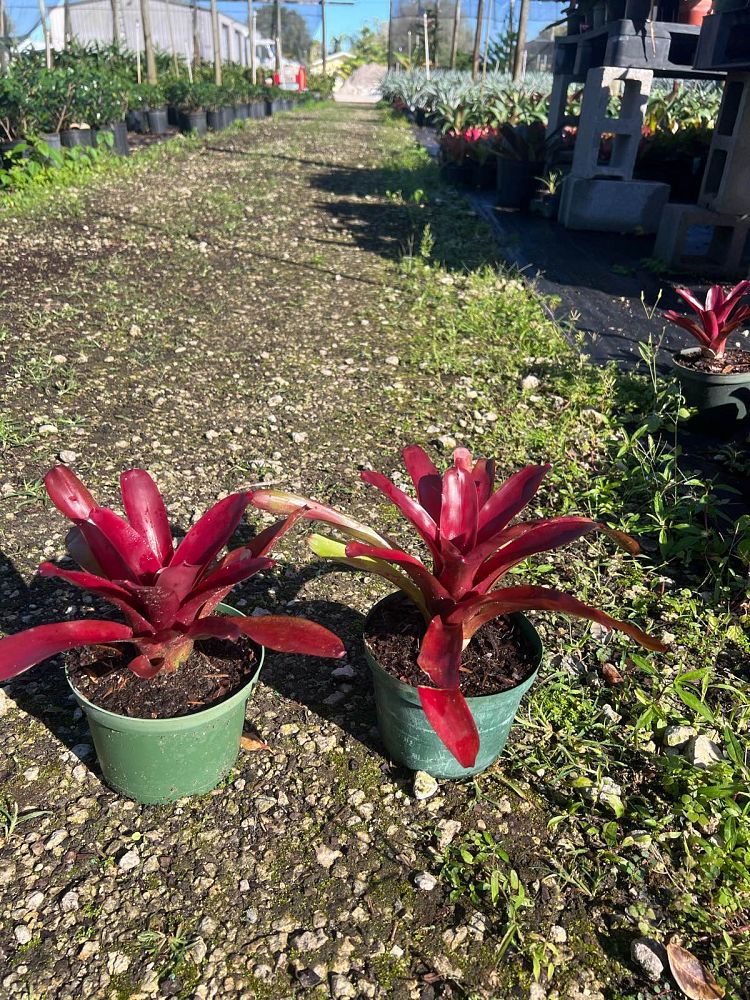 neoregelia-super-fireball-bromeliad