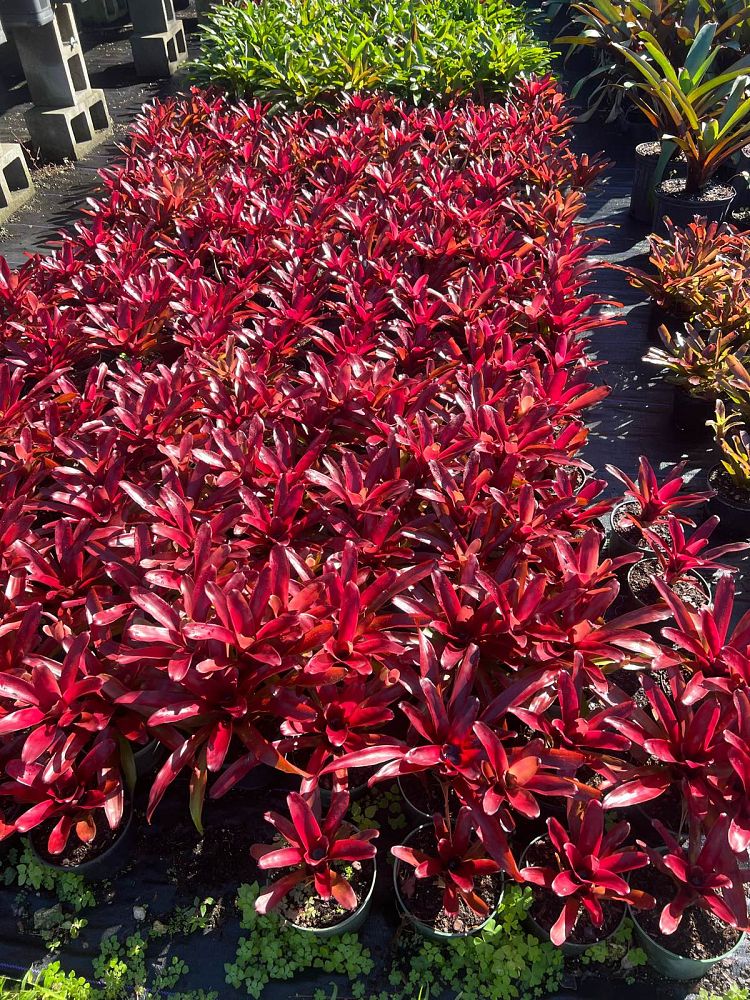 neoregelia-super-fireball-bromeliad