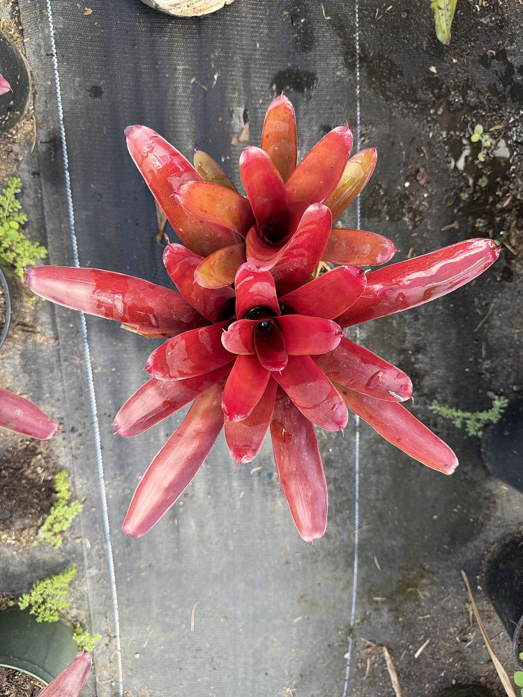 neoregelia-super-fireball-bromeliad
