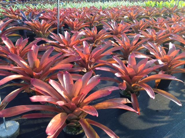 neoregelia-susanna-bromeliad