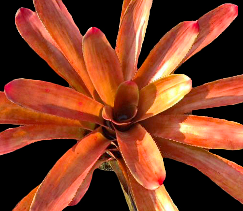 neoregelia-susanna-bromeliad