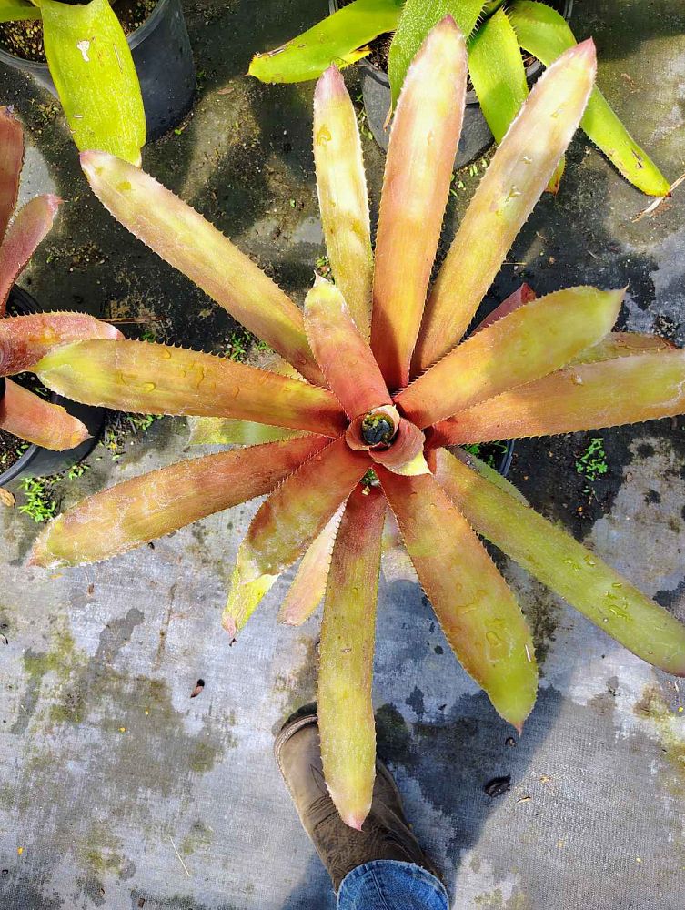 neoregelia-susanna-bromeliad