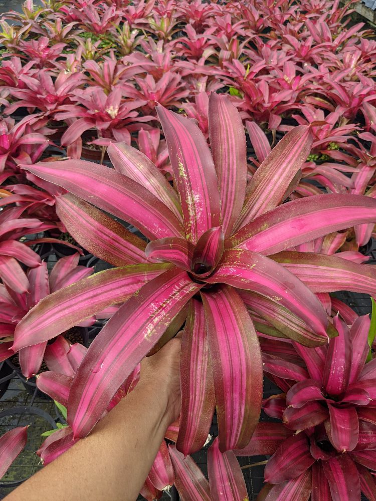 neoregelia-sweet-vibrations-bromeliad