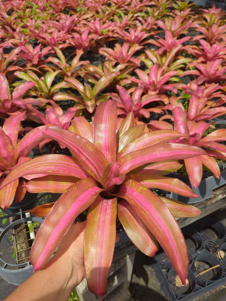 neoregelia-sweet-vibrations-bromeliad