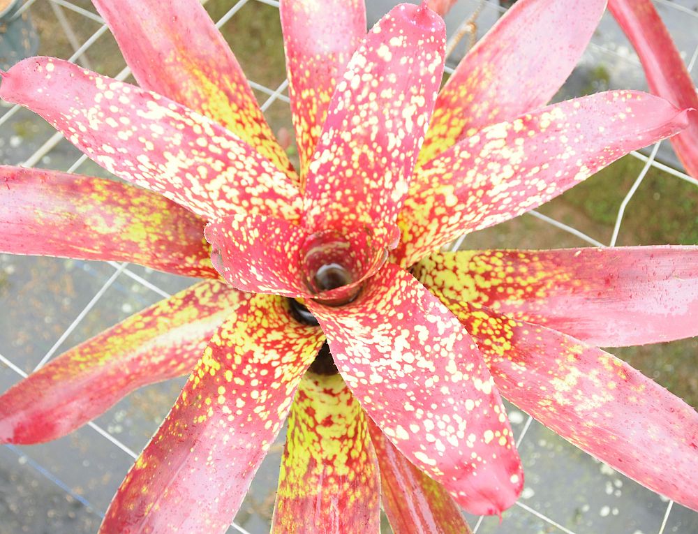 neoregelia-tango-mango-bromeliad