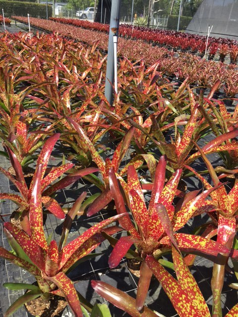 neoregelia-tango-mango-bromeliad