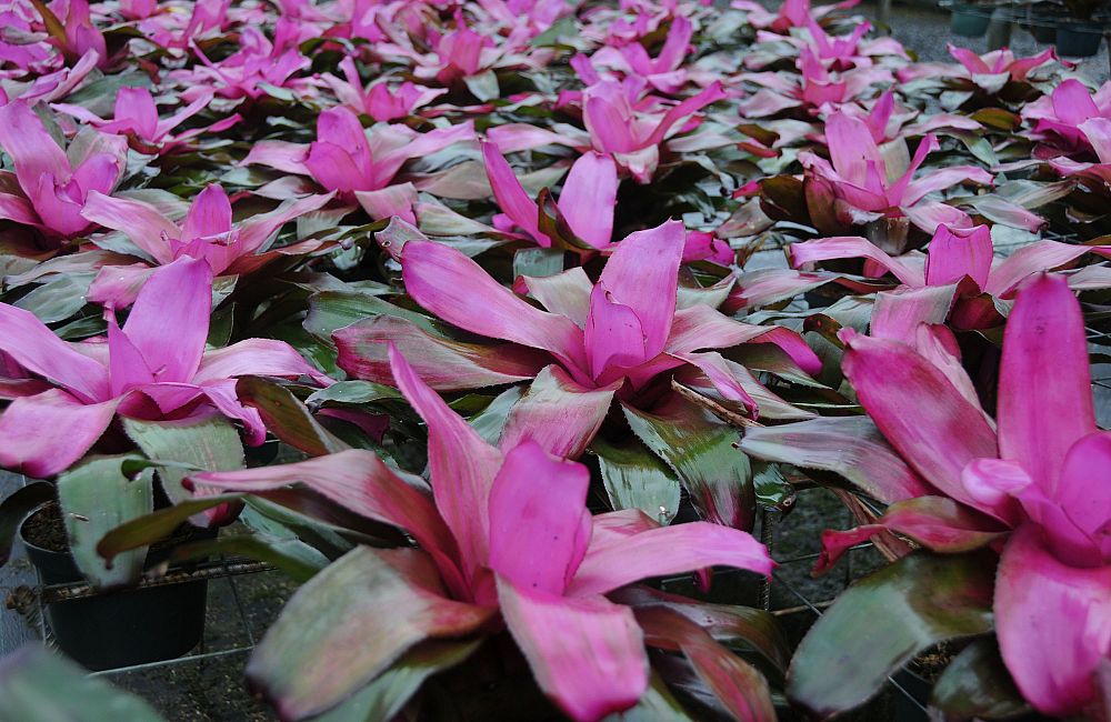 neoregelia-tatiana-bromeliad