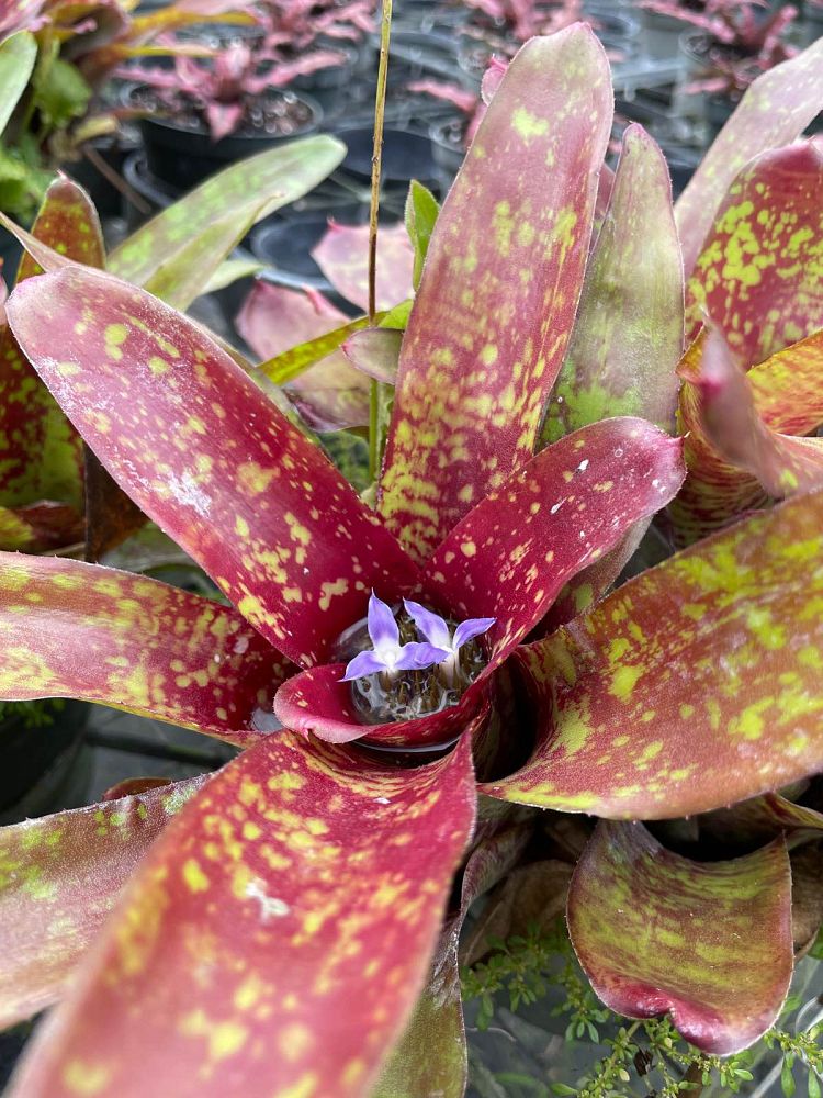 neoregelia-tequila-bromeliad