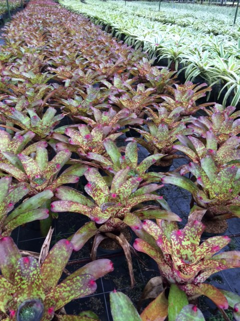 neoregelia-tequila-bromeliad